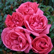 La Rose de Molinard (Ля роз де Молінар)